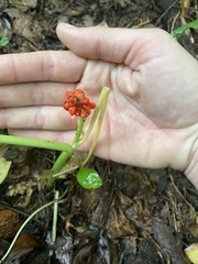 Arisaema triphyllum