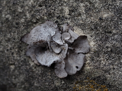 Dermatocarpon miniatum