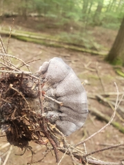 Phellodon niger