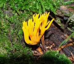 Calocera viscosa