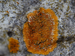 Variospora flavescens