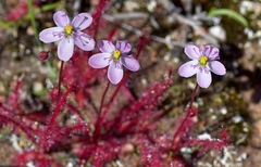 Drosera alba