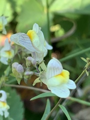 Linaria