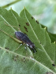 Phyllopalpus pulchellus