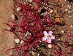 Drosera alba
