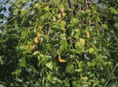 Ampelopsis cordata