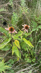 Echinacea purpurea