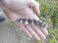 Megascops kennicottii