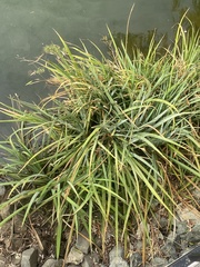 Eleusine indica