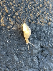 Bulimulus bonariensis