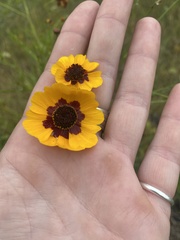 Coreopsis tinctoria