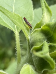 Graphocephala coccinea