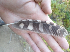 Megascops kennicottii