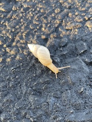 Bulimulus bonariensis