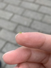Macrosiphum