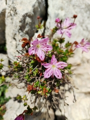 Rhodothamnus chamaecistus