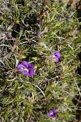 Aptosimum spinescens