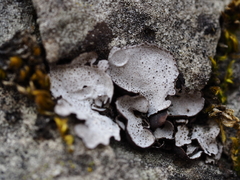 Dermatocarpon miniatum