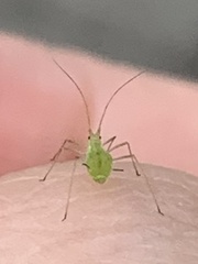 Macrosiphum