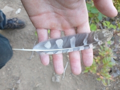 Megascops kennicottii
