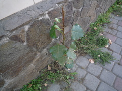 Populus × canadensis