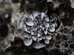 Dermatocarpon miniatum