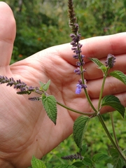 Salvia polystachia
