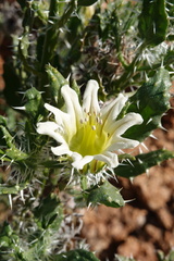 Codon royenii