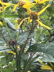 Aphidomorpha