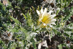 Codon royenii