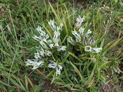 Gentiana algida