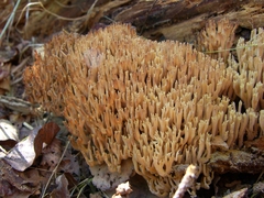 Ramaria stricta