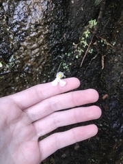 Utricularia nephrophylla