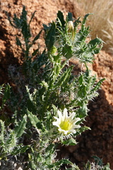 Codon royenii