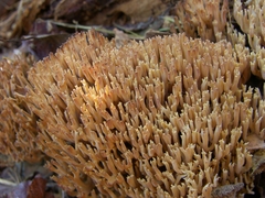 Ramaria stricta