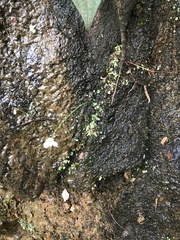 Utricularia nephrophylla