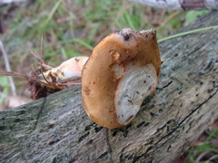 Gyroporus castaneus