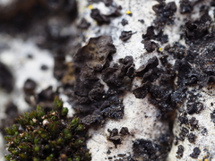 Lathagrium fuscovirens