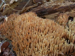 Ramaria stricta
