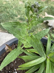 Cynoglossum amabile