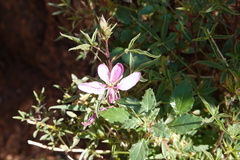 Cleome