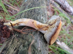 Gyroporus castaneus