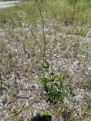 Desmodium tortuosum