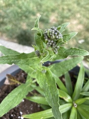 Cynoglossum amabile