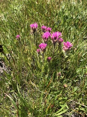 Castilleja lemmonii