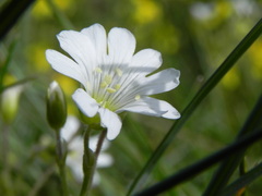 Cerastium arvense