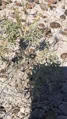 Sphaeralcea coccinea