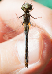Sympetrum obtrusum