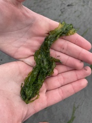 Ulva intestinalis