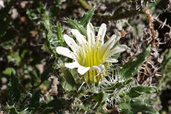 Codon royenii